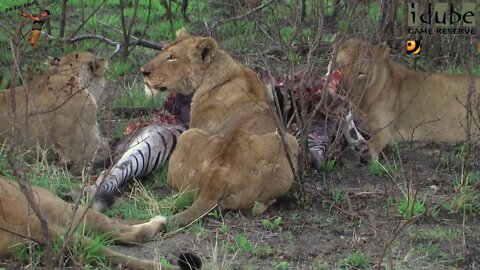 Lions Having A Zebra Snack | Predator Mealtimes