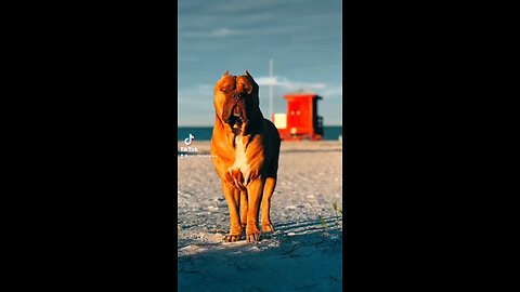 GIANT Pit Bull posing for pictures! 🦁☀️📸