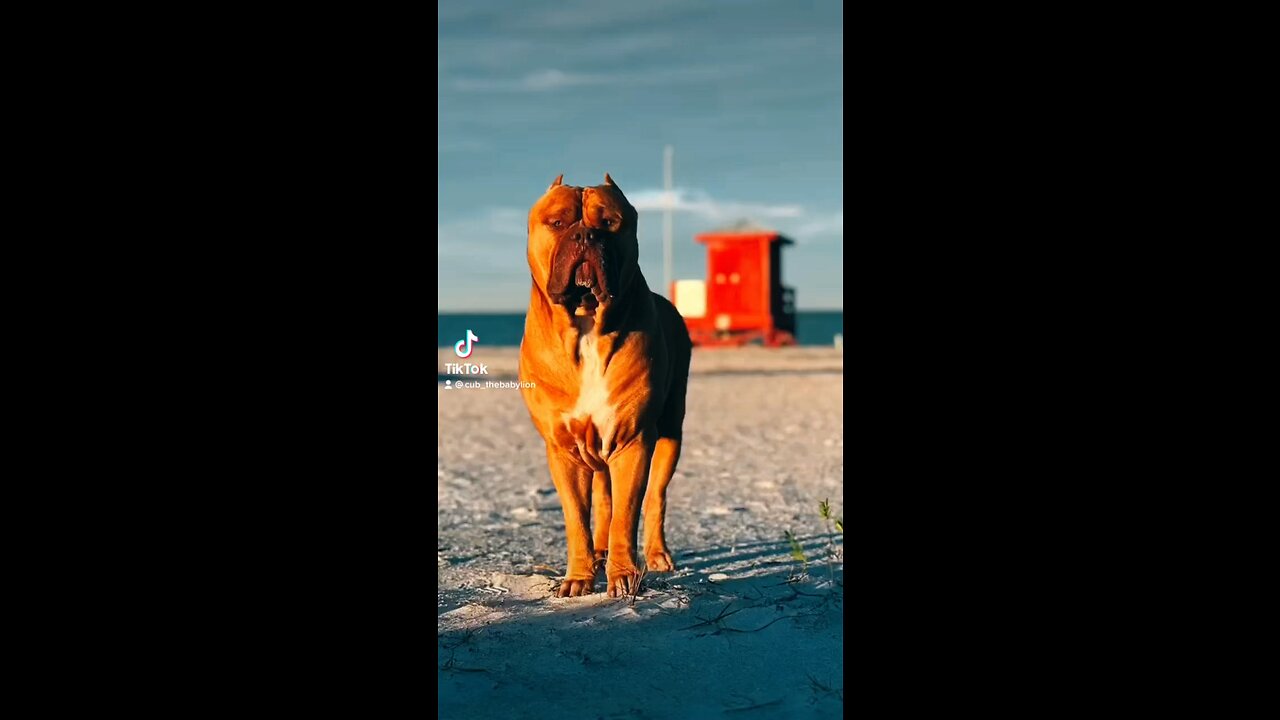 GIANT Pit Bull posing for pictures! 🦁☀️📸