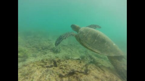 Best turtle dive