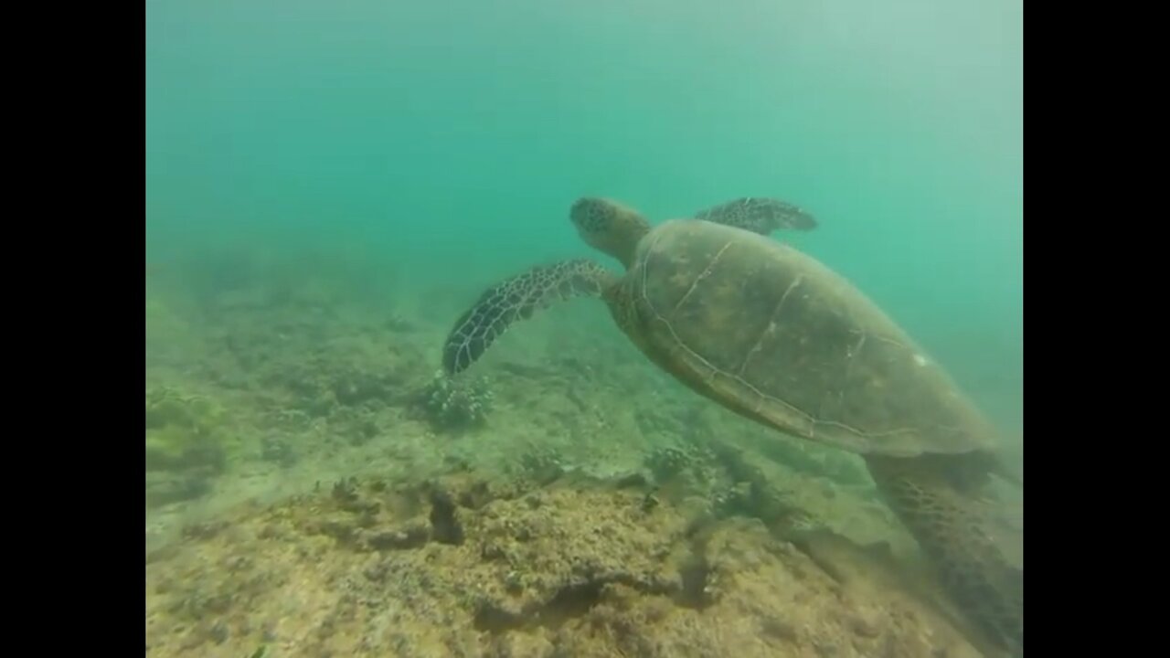 Best turtle dive