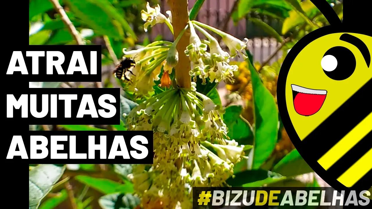 FRUTA DO SABIÁ - Flores repletas de ABELHAS NATIVAS SEM FERRÃO | Timelapse #shorts