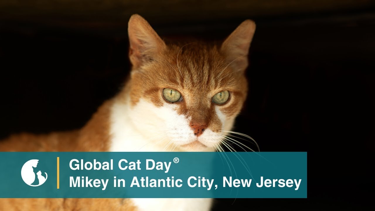 Meet Mikey, the Atlantic City Boardwalk Cat - Global Cat Day 2023