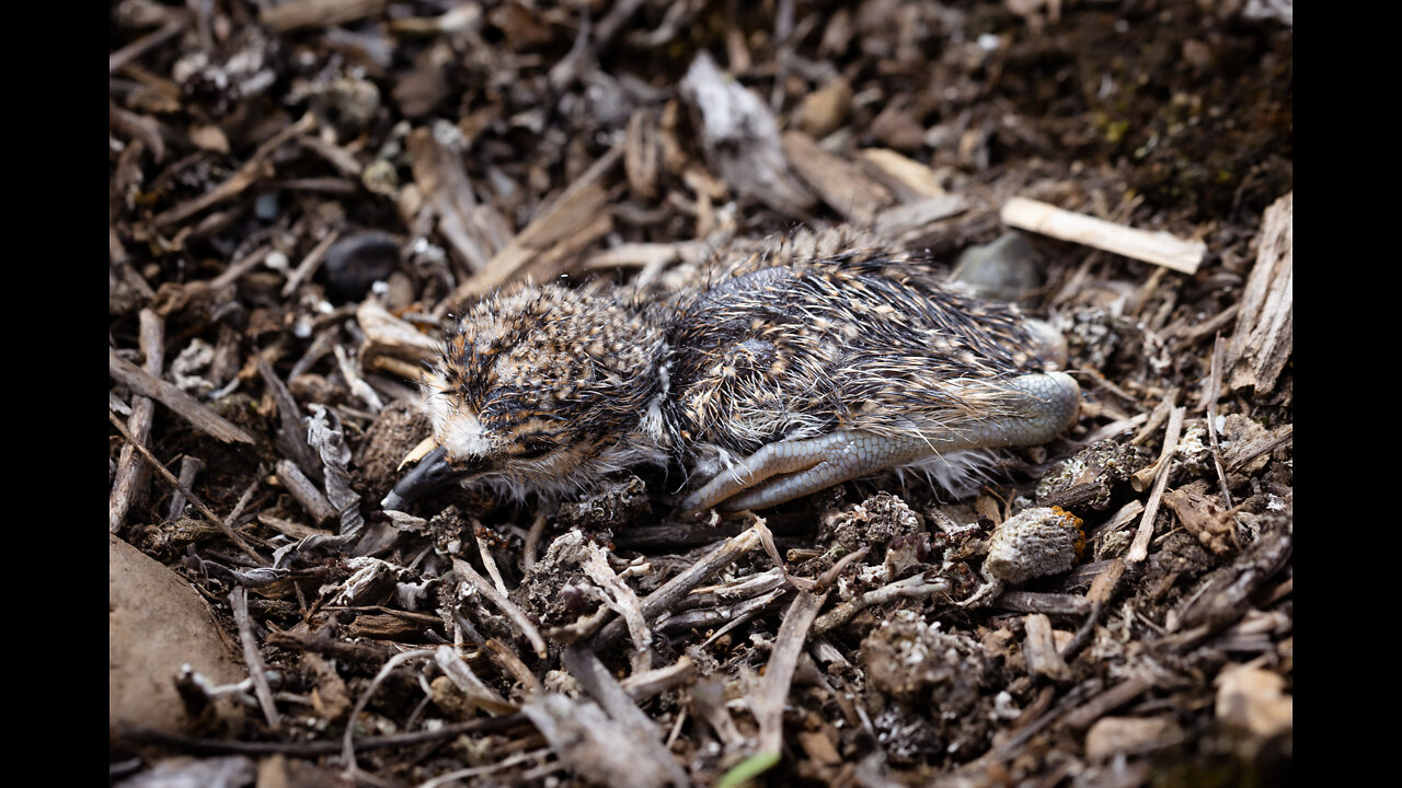 Birth of Killdeer