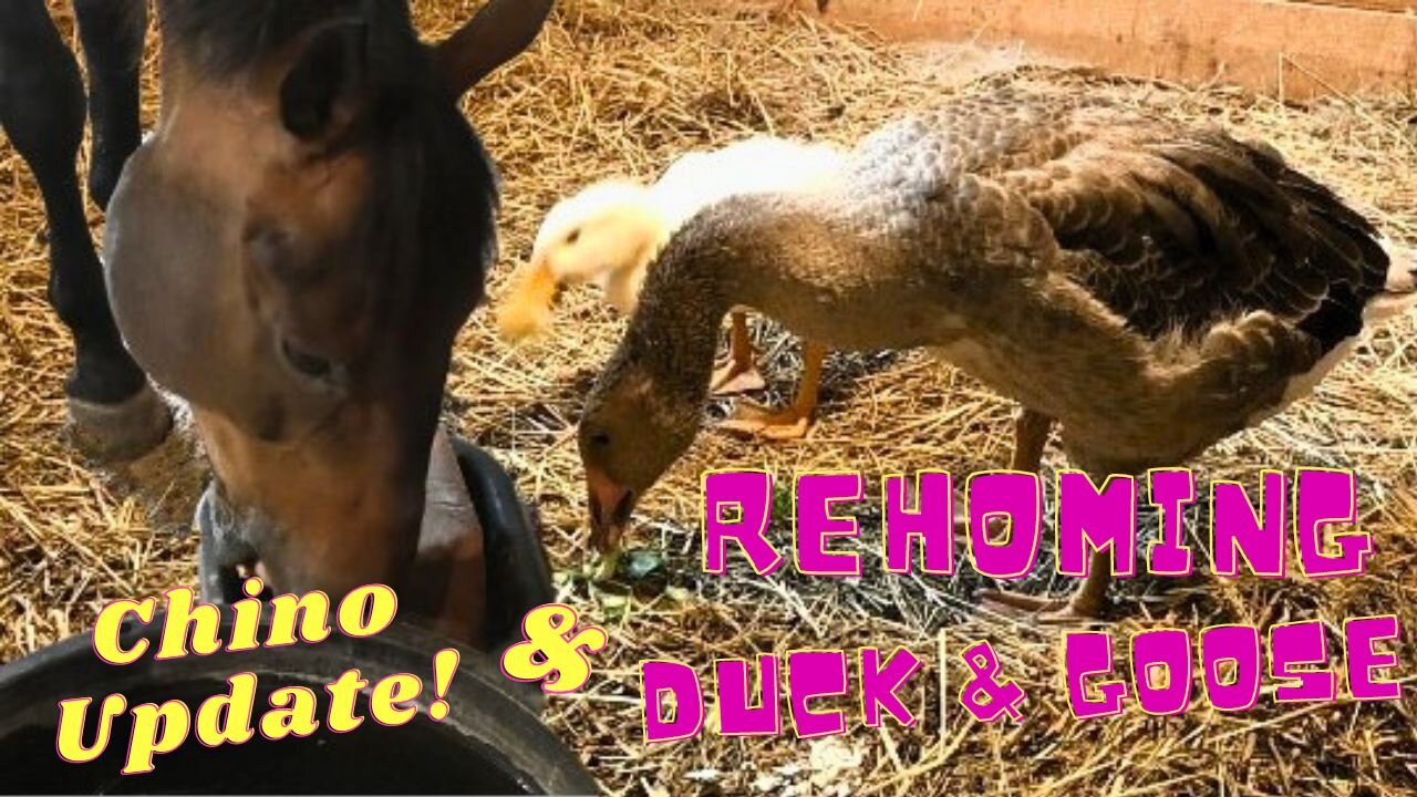 Rehoming Our Duck And Goose And Chino Update!