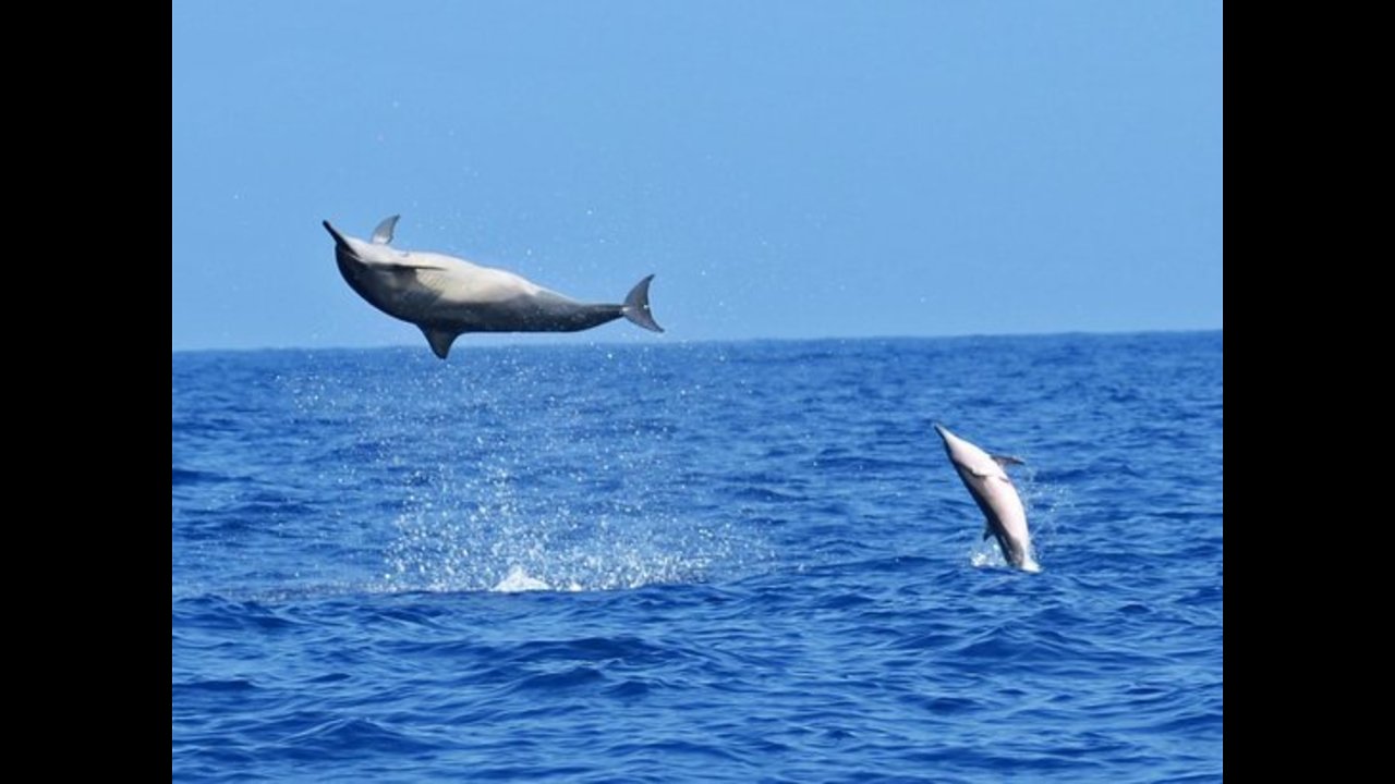 Giant Super Pod of Sleeping Dolphins Wake Surf Ahead of Catamaran