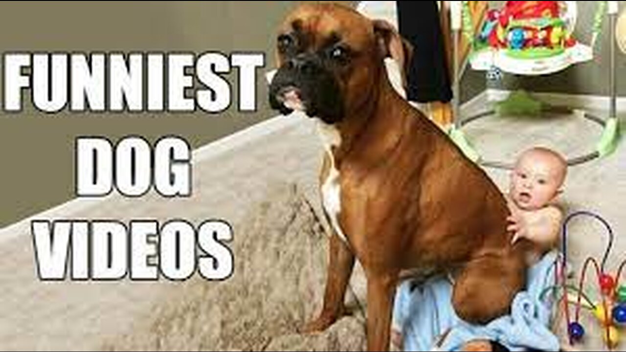 Dogs funny videos🐕funny dog videos🐕funny dogs🐕Funny Animal Videos🐕99% try very hard to not laugh