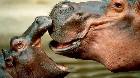 Cute Baby Hippo Takes First Swim