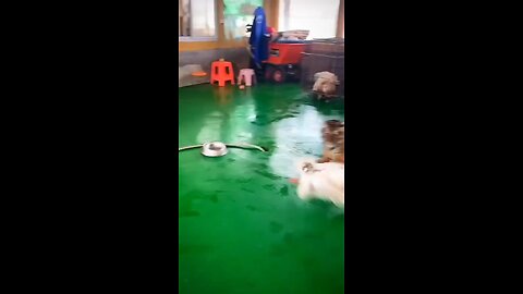 Funny animal videos | Cute animals videos | Funny tiger videos | Hilarious pet videos | funny videos