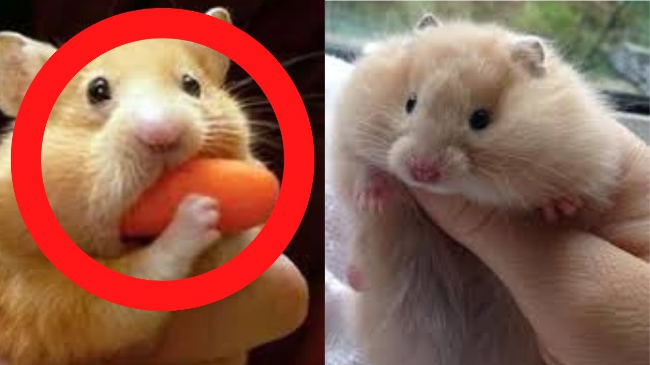 Funny Cute Hamsters