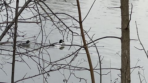 Mergansers