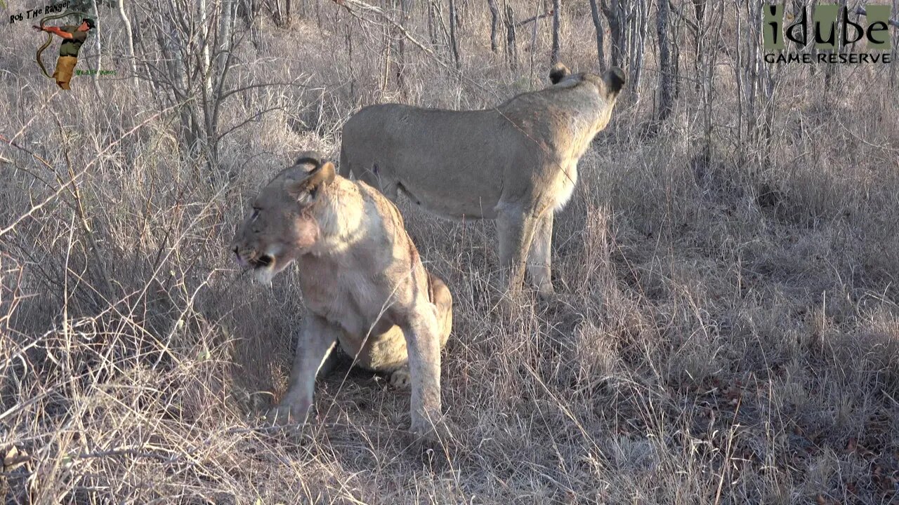 Mangheni Pride Finish Breakfast! (Other Mapogo Daughers Part 11)