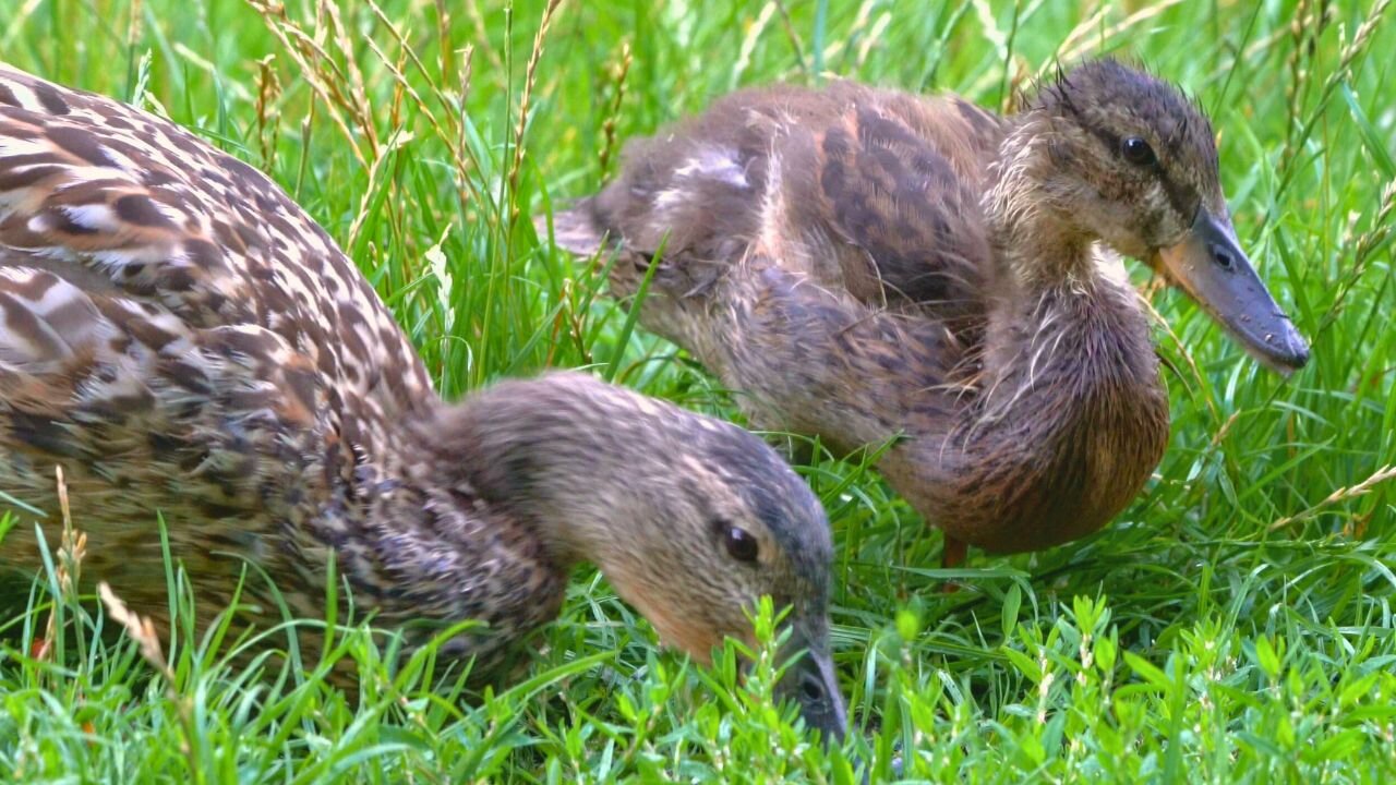 Mallard Duck Hen and Her 3 Energetic Ducklings