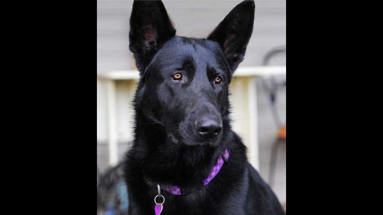 Dog black beauty