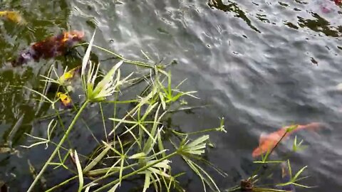 Colorful Fishes In A Lake Water