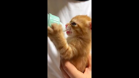 Cat drinking milk