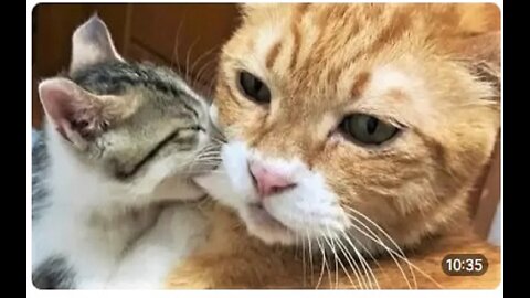 Funny animals - Funny cats / dogs - Funny animal videos