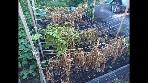Harvesting Yukon Gold Seed Potatoes For Next Year's Grow 9/18/23