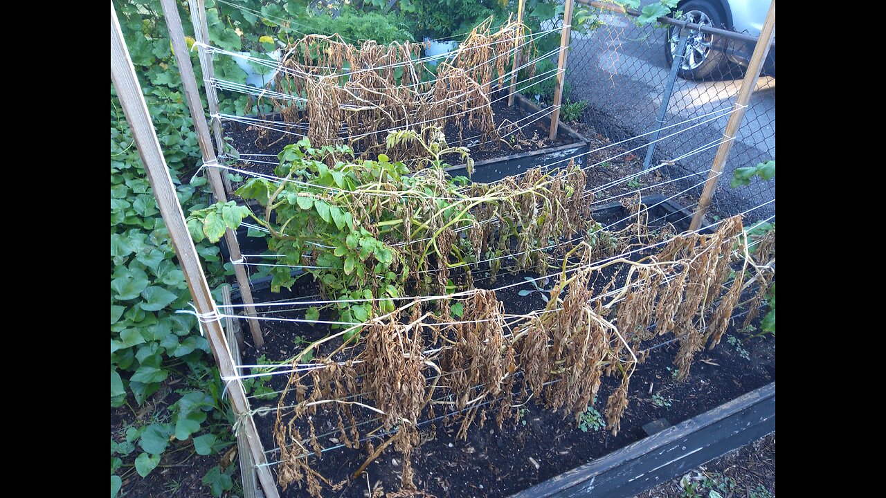 Harvesting Yukon Gold Seed Potatoes For Next Year's Grow 9/18/23