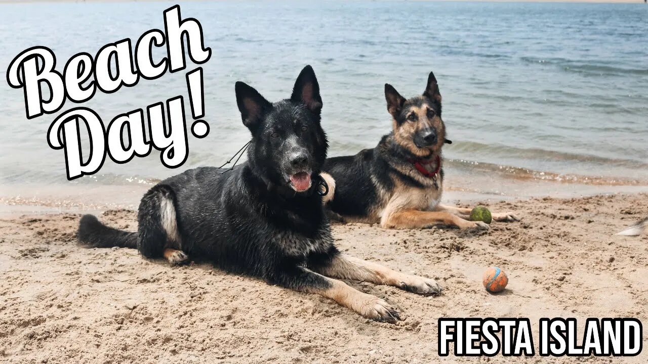 Fiesta Island Beach Day With My German Shepherd