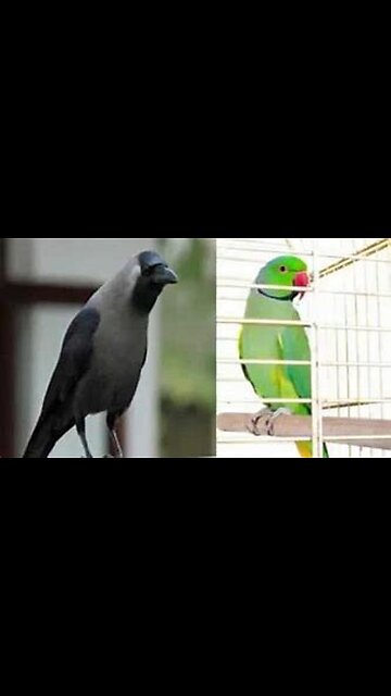Crow gives food to a parrot - cute video- kindhearted crow-