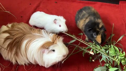 Guinea pigs try new sort of leaves for the first time