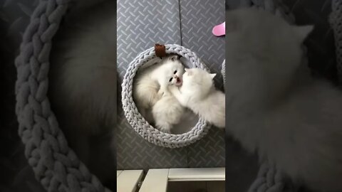 funny cat videos | cute cat videos| cute animals funny cats #shorts #shortsfunny #cutecat #funnycat