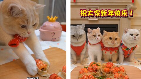 The cats making something golden food recipes for dinner.