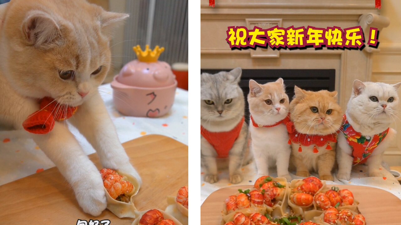 The cats making something golden food recipes for dinner.