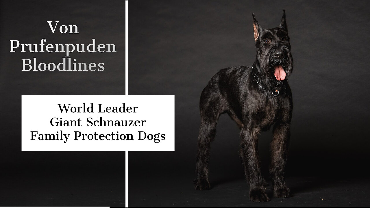 Giant Schnauzer Family Protection Dogs