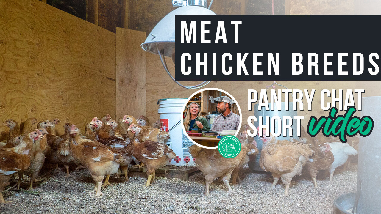 Meat Chicken Breeds | Pantry Chat Podcast SHORT