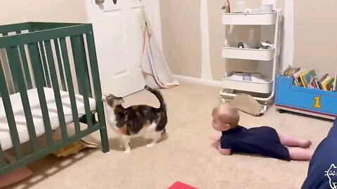 Best baby and pet video compilation