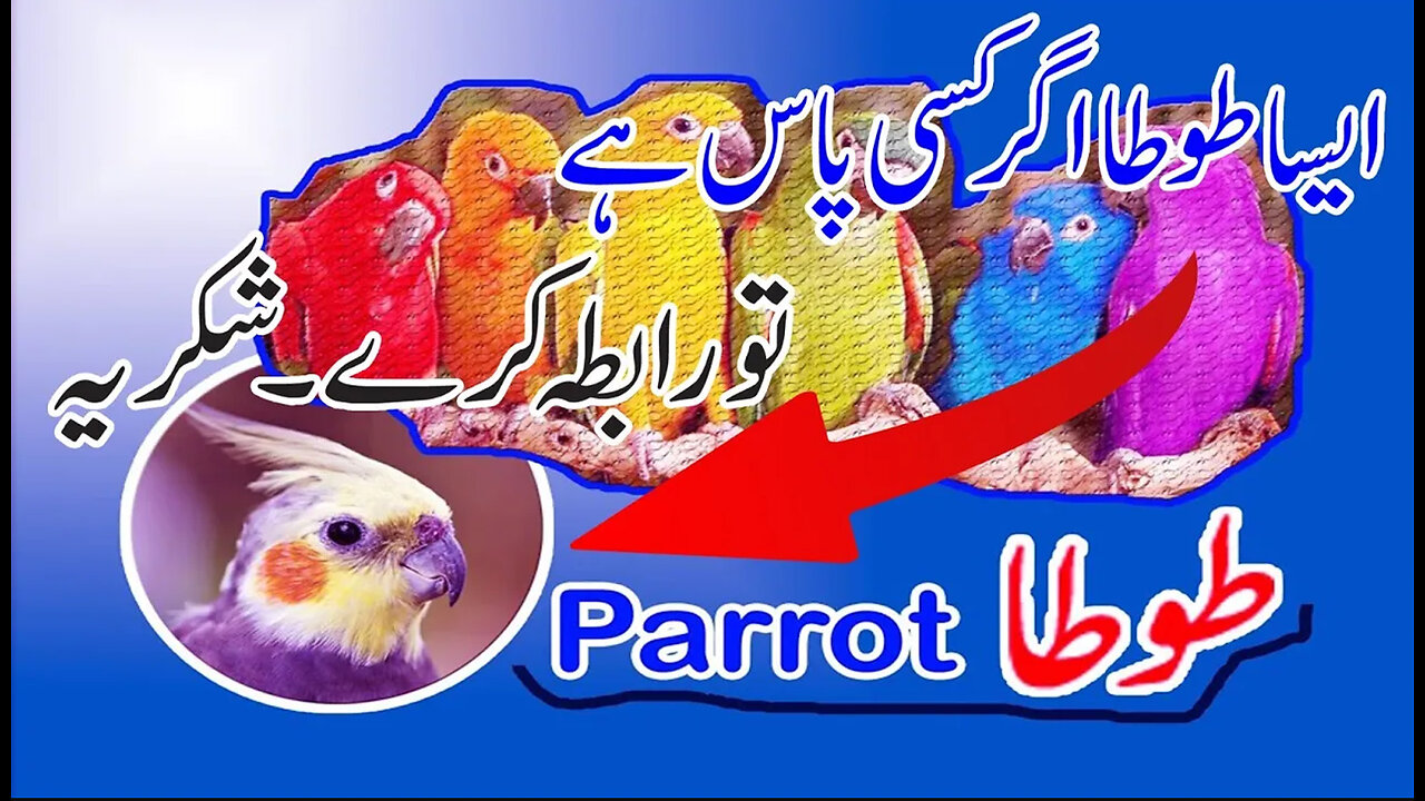 My First Video | A Beautiful Parrot in Sindh | Namil TV