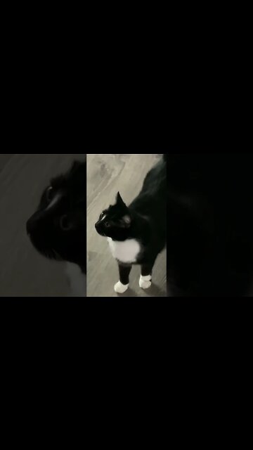 FEEDING my friends' two CATS