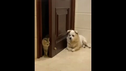 Yeah Chuck, he’s still there and he doesn’t look happy. 👀😂🙀🐶