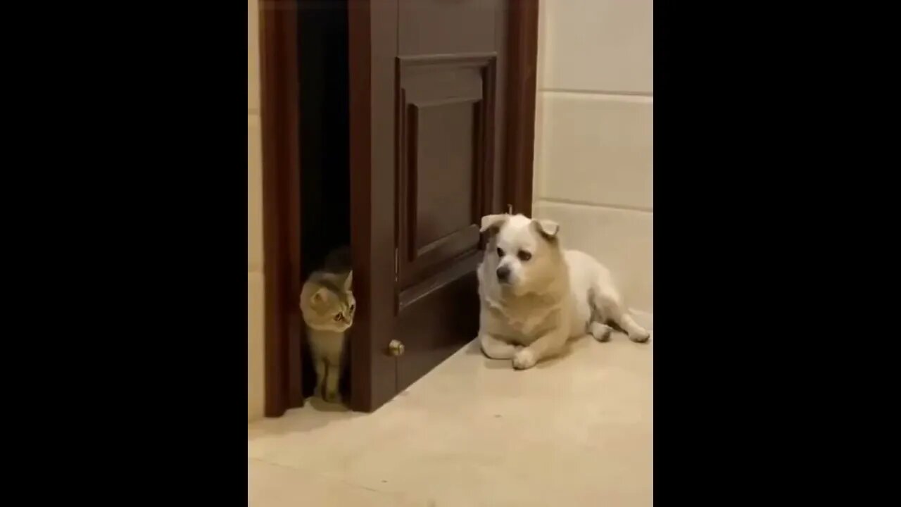 Yeah Chuck, he’s still there and he doesn’t look happy. 👀😂🙀🐶