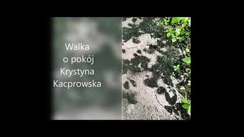 Walka o pokój - Krystyna Kacprowska