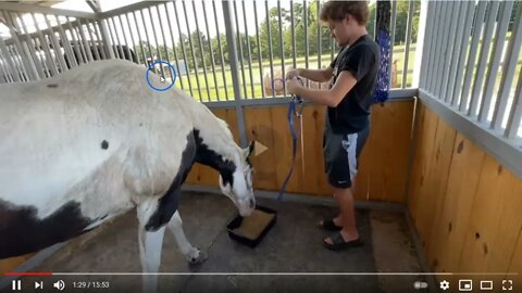 Voodoo Gets A Bath Training Video Review Of IMA Survivor Sanctuary On The Flip Flop Farmer