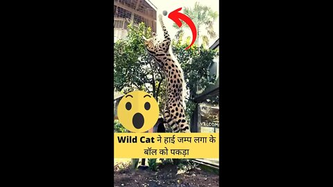 Wild Cat ने हाई जम्प लगा के बॉल को पकड़ा🙀Wildcat caught the ball with a high jump👈