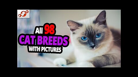 🐈 All Cat Breeds A-Z With Pictures! (all 98 breeds in the world)