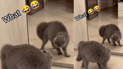 Funny cat 😸 video