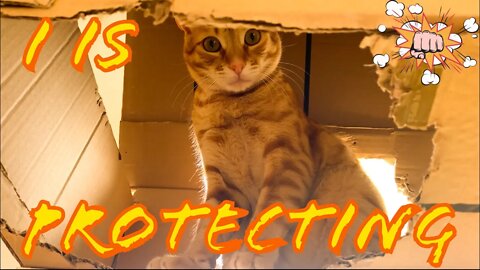 Cat Protects Cardboard House [Knocks Camera]