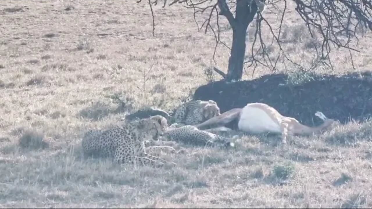 Kisaru Cheetah Family Feeding | Livestream From Maasai Mara