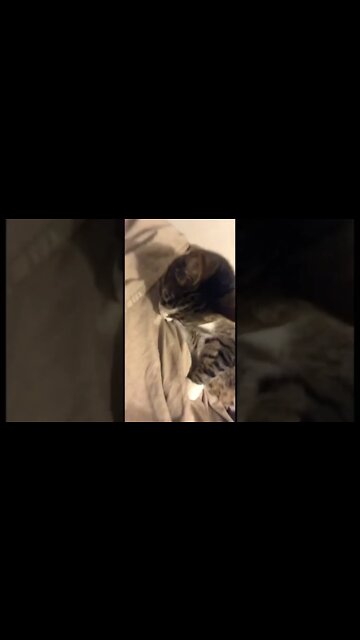 Wait until the end for a kitty surprise