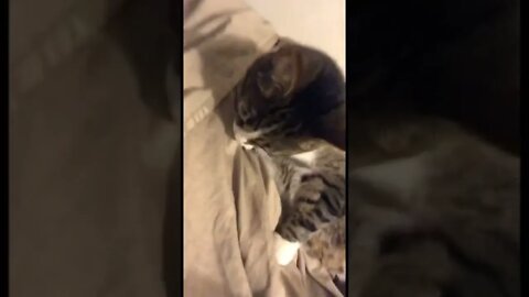 Wait until the end for a kitty surprise