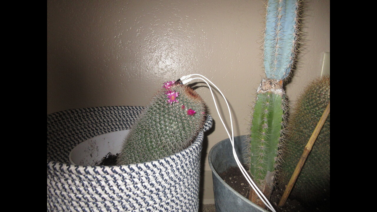 Showy Flowers In June Mammillaria nunezii Britton & Rose Orcutt Cactus November 2022