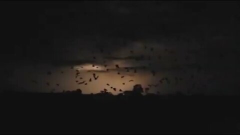 Bats Revealed by Lightning
