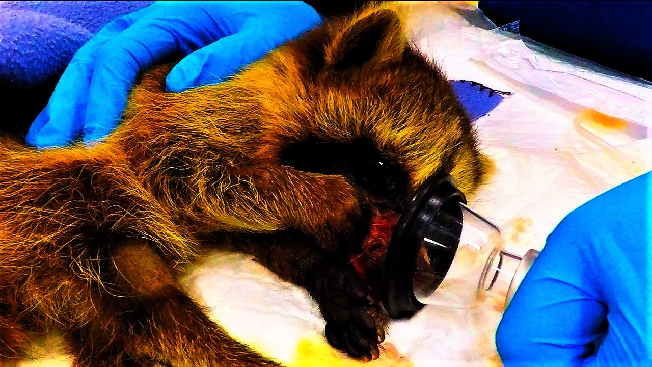 Rescued raccoon recovering from surgery captures veterinary staff's hearts