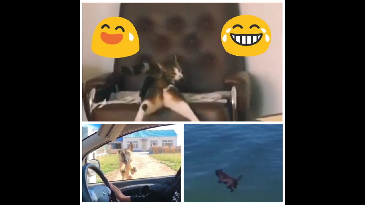 Funny dog vs funny cat.so cool🤣🤣