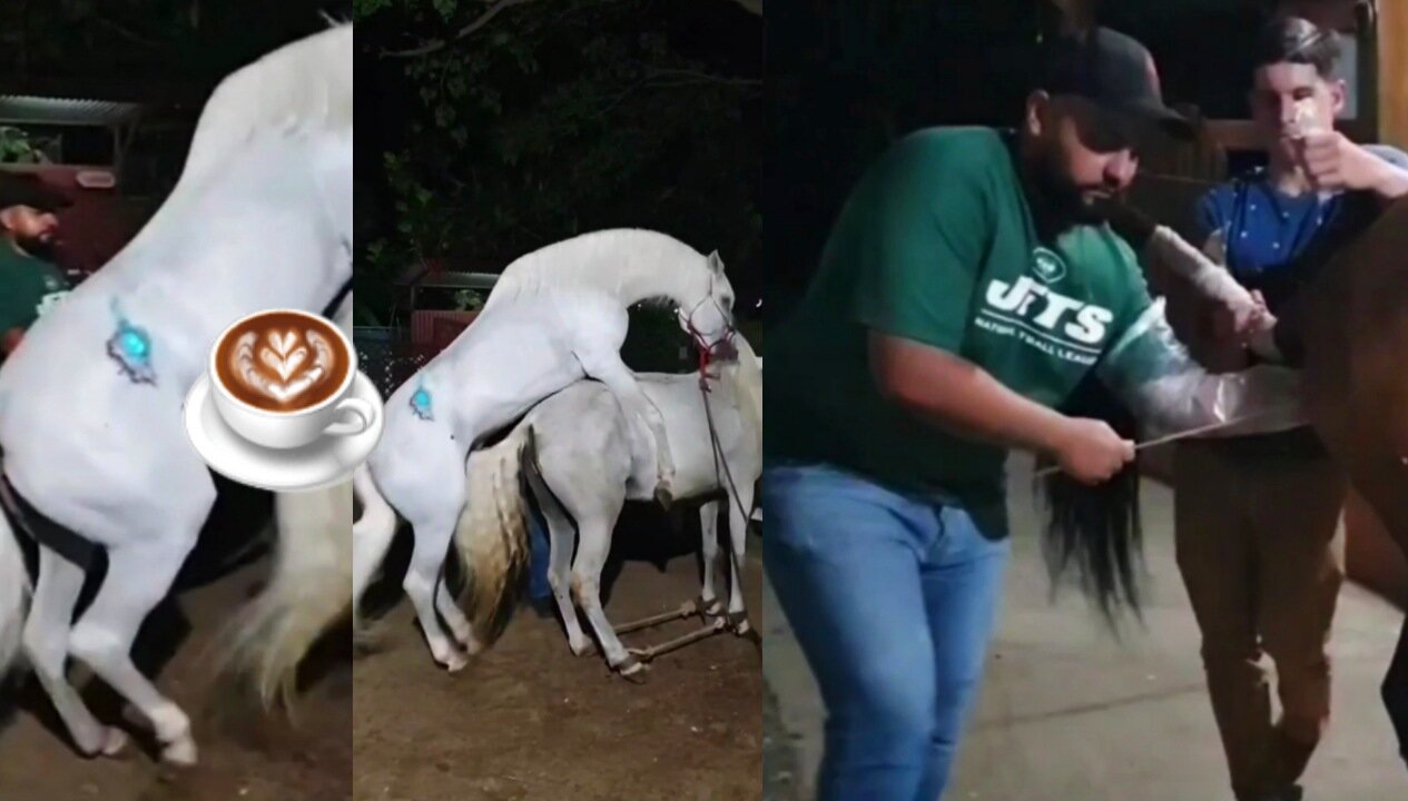 semi-gluing the horse and doing the seeding in the mare